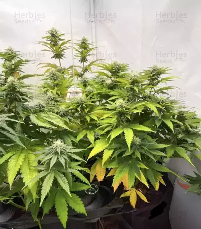 Purple Gelato Autoflower Feminized Seeds (Seedkeepers)
