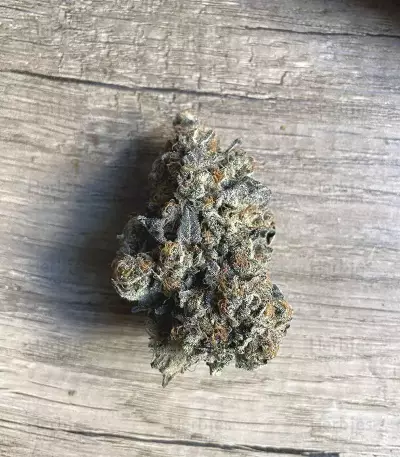 Runtz Muffin Seeds (Barney’s Farm)