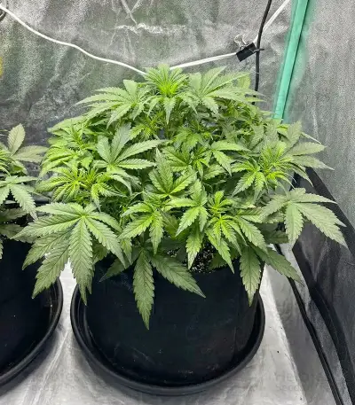 SFV OG Auto Seeds