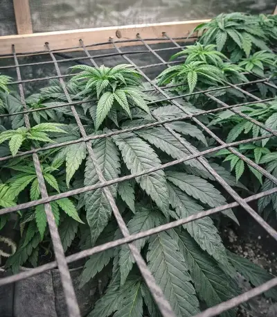 Sorbet Stash (DNA Genetics)