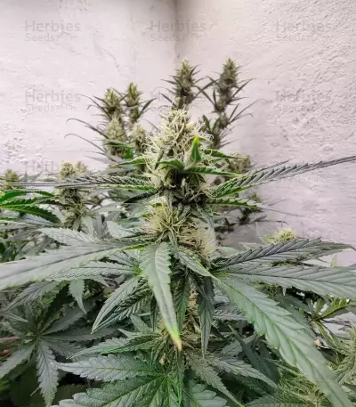 Sour Apple Autoflower Seeds (Humboldt Seed Company)