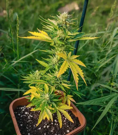 Sour Diesel Auto Seeds