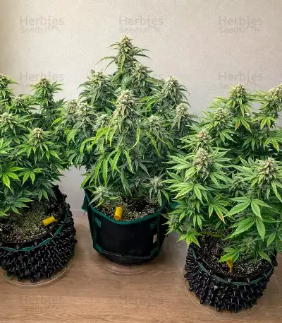 Sweet Bourbon Kush Auto Seeds