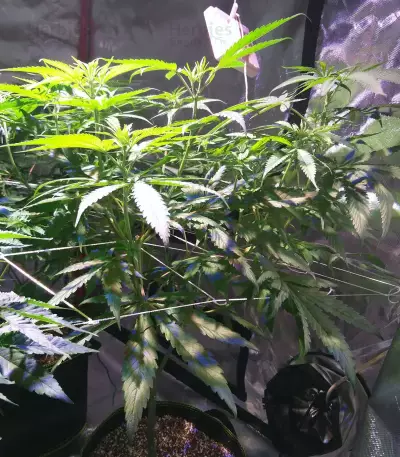 Three Blue Kings feminized seeds