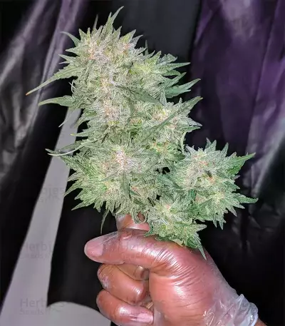 Semi femminizzati Trans Siberian Auto