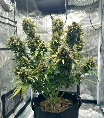 Trichome & Cream Auto Seeds