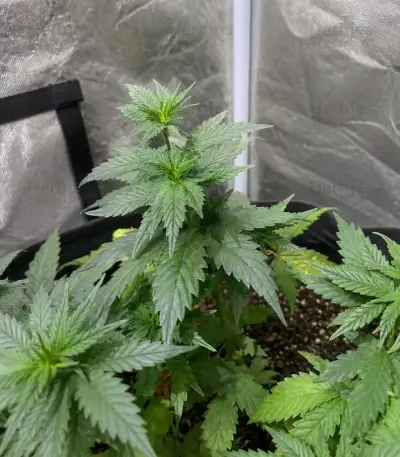 Trop Cherry Seeds (Original Sensible Seeds)