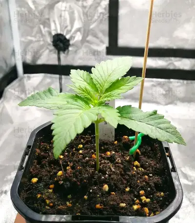 Tropical Tangie Seeds