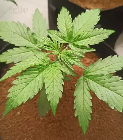 Graines féminisées de Wedding Glue Auto (Fast Buds)