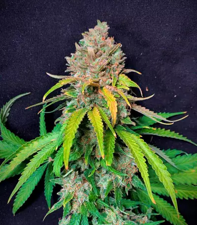 Super Silver Haze Seeds (Green House Seeds)