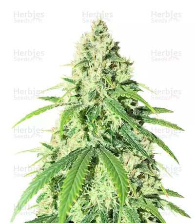 Vitality Feminized Seeds (AlphaFem Seeds)