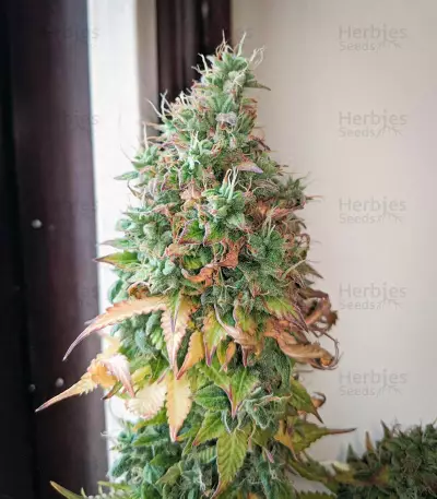 Amnesia Autoflower (Herbies Seeds)