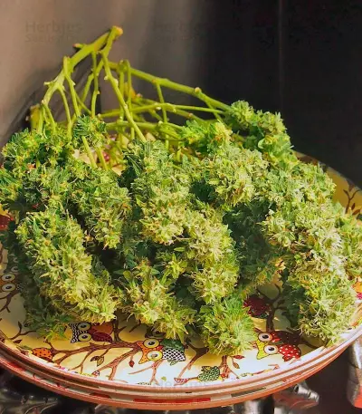 Jack 47 Auto Seeds