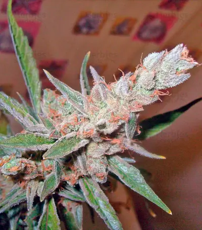 Green-O-Matic Auto Seeds
