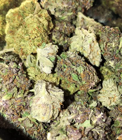 501st OG regular seeds