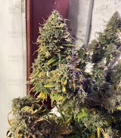 Original Auto Chemdawg Seeds
