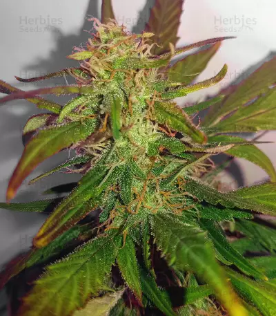 Auto Kaya 47 feminized seeds