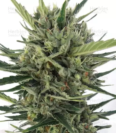 Auto Malawi x Northern Lights