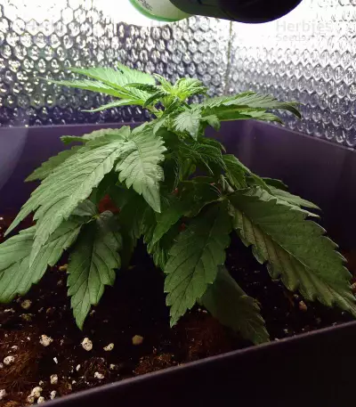 Auto Super Skunk (Auto Skunk) Seeds