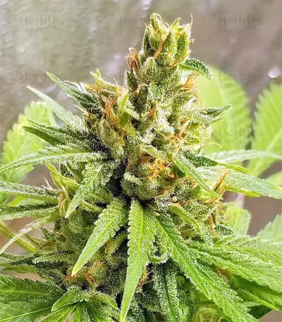 Bangi Haze x Ethiopian Seeds