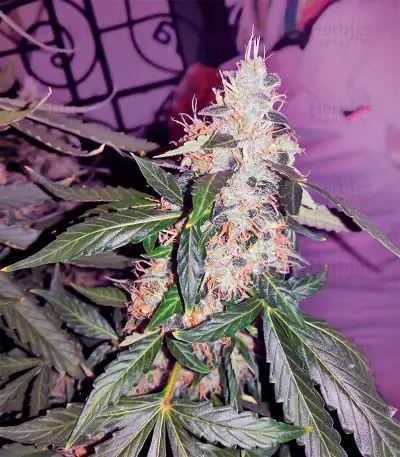 Semi femminizzati Blue Kush 99 Auto