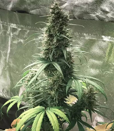CBD 1:1 Silver Lime Haze feminized seeds