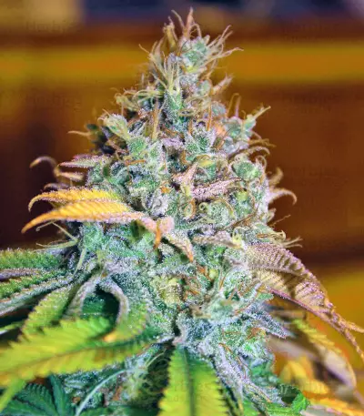 Chocolope Kush feminized seeds