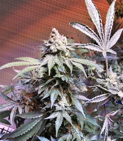 Cinderella XX (Brothers Grimm Seeds)
