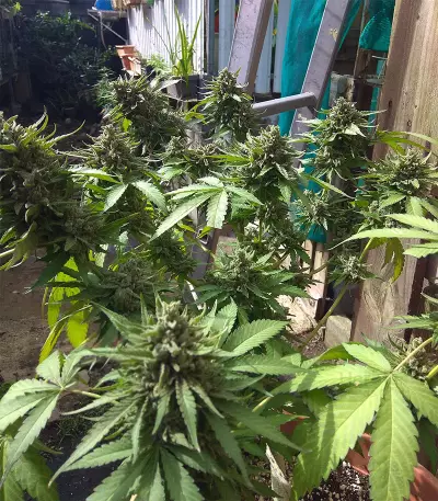 Crazy Mouse Cheese Seeds