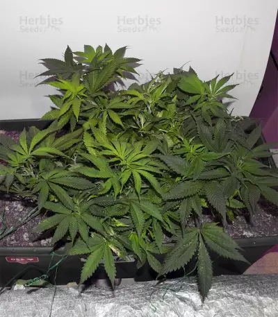 Crazy Mouse Cheese Seeds