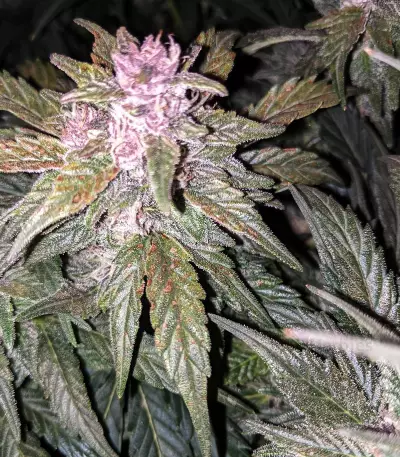 Critical 2.0 XL Seeds