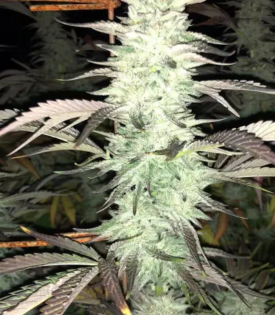 Critical Seeds