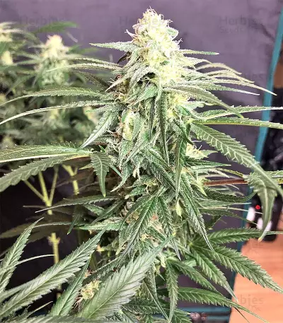 Critical Seeds