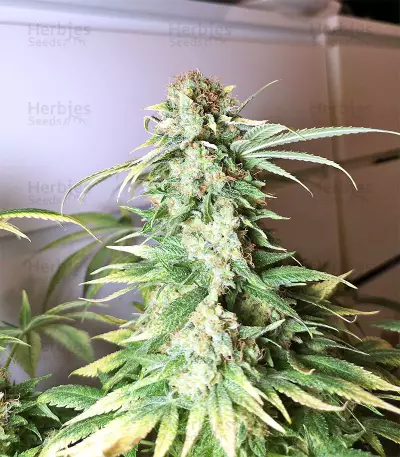 Gnasha (Big Head Seeds)
