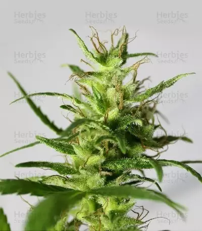 Golden Tiger strain