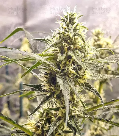 Golden Tiger Regular seeds