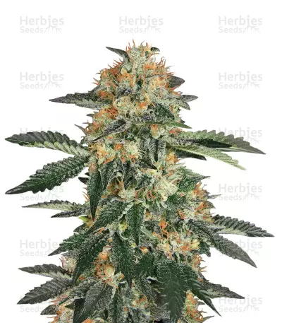 Gorilla Cookies
