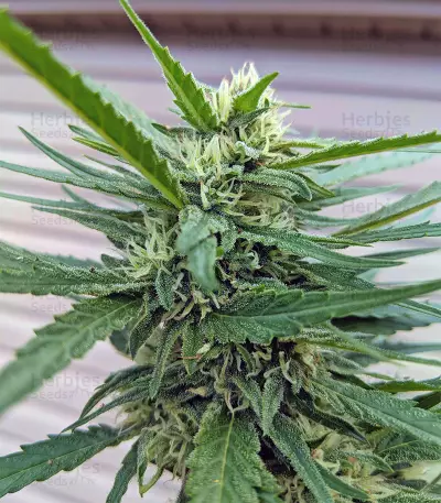 Gorilla (Gorilla Glue #4) (Expert Seeds)