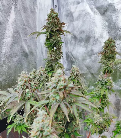 Semi femminizzati Grand Daddy Purp