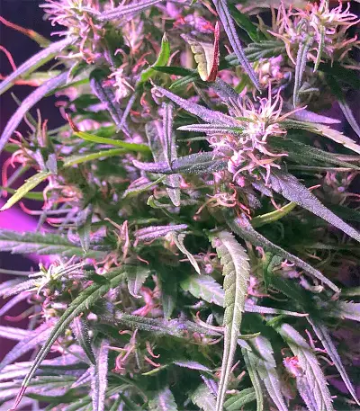 Graines de cannabis Green Haze Regular (Ace Seeds)