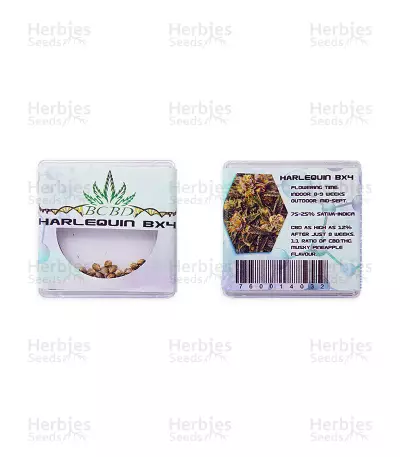 Harlequin Bx4 Seeds