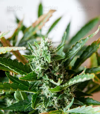 Hijack Auto (Auto Seeds)