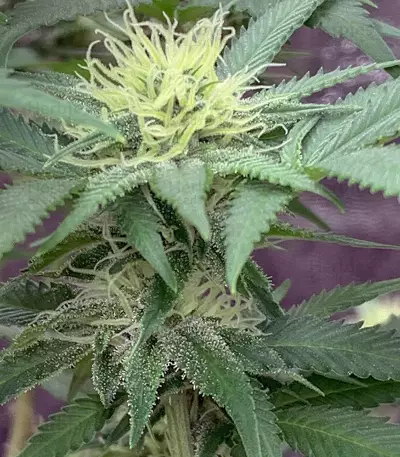 HulkBerry strain