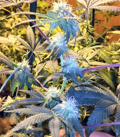 Josh D OG Seeds