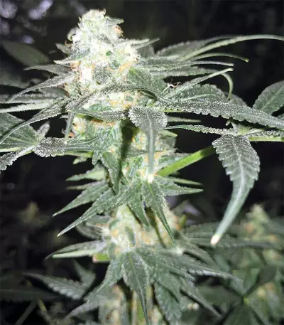 King Kong Seeds