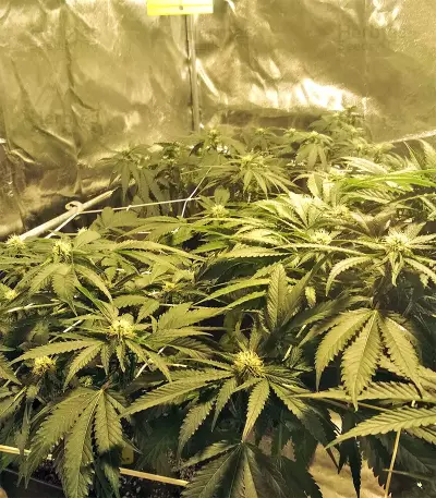 Kripple Roulette (Dr. Krippling Seeds)