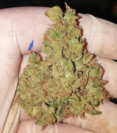 Graines de cannabis Krippleberry Auto (Dr. Krippling Seeds)