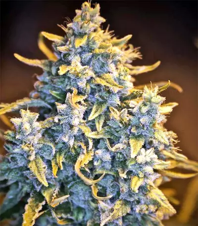 Malawi Breeders Pack Seeds
