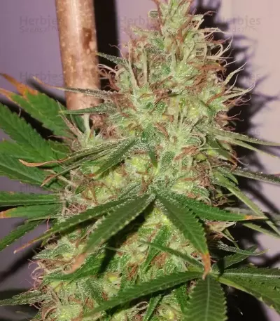 feminized seeds PCK x ErdPurt