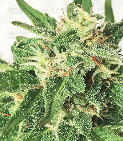 Polar Express Auto strain